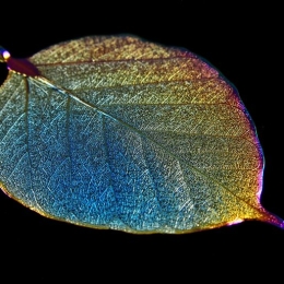 Wisiorek Liść Magnolii Naturalny Tytanowy! Wstążka GRATIS!